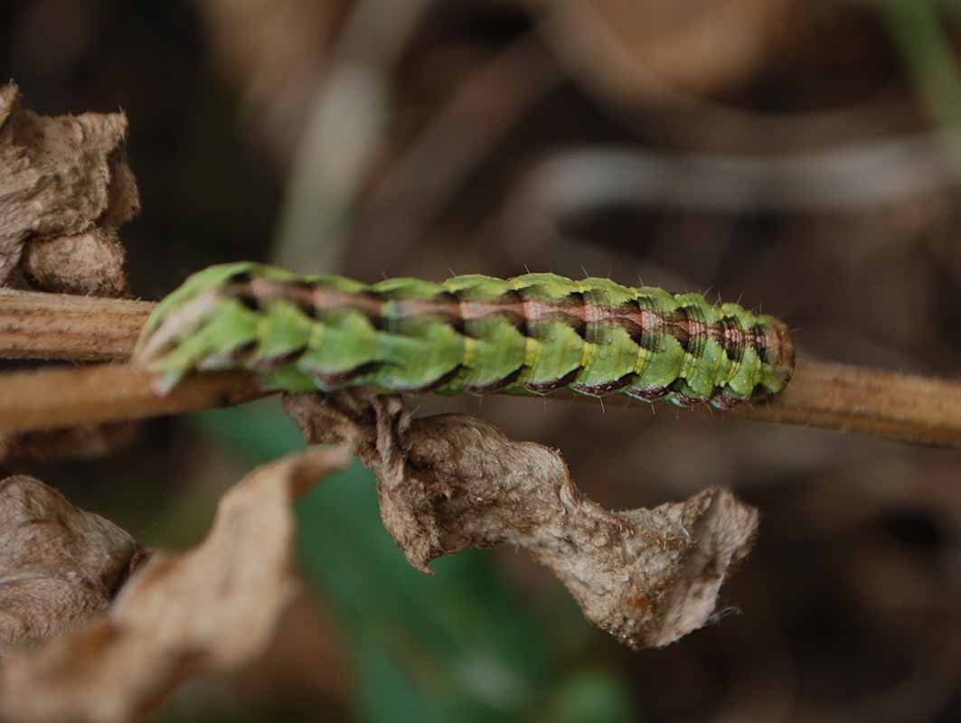 ID Noctuidae